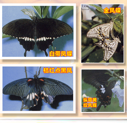 Swallowtail butterfly-02-01